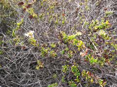 Eriogonum fasciculatum foliolosum
