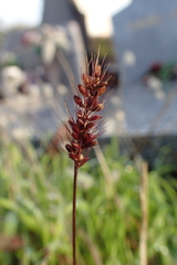 Setaria