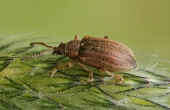 Phyllobius pyri