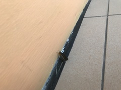 Lepidoptera