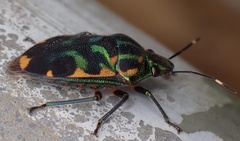 Tetrarthria variegata