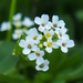 Watercress - Photo (c) emanon, some rights reserved (CC BY-NC), uploaded by emanon