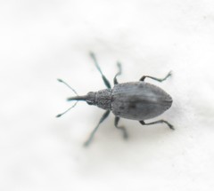 Catapion