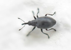 Catapion