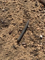 Ommatoiulus lusitanus