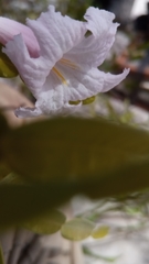 Phyllarthron arenicola