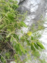 Neopringlea integrifolia
