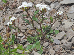 Cardamine resedifolia