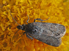 Asarta aethiopella