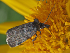 Asarta aethiopella