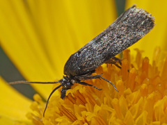 Asarta aethiopella