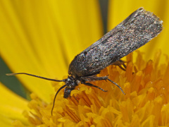 Asarta aethiopella