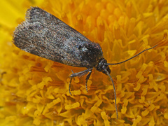 Asarta aethiopella
