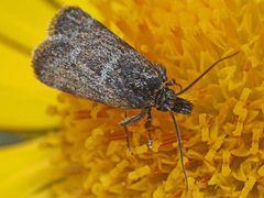 Asarta aethiopella