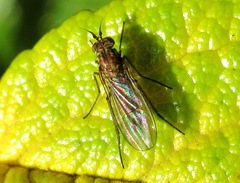 Dolichopus ungulatus