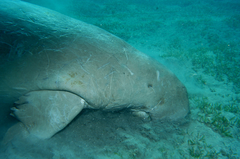 Dugong dugon