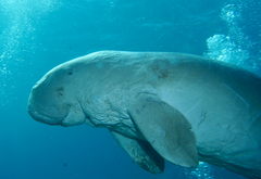 Dugong dugon