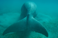 Dugong dugon