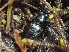 Bembidion bipunctatum