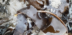 Laminaria digitata
