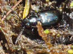 Bembidion bipunctatum