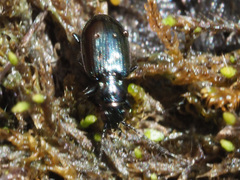 Bembidion bipunctatum