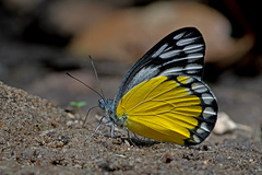 Delias agoranis