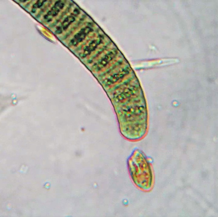 Oscillatoria nigro-viridis