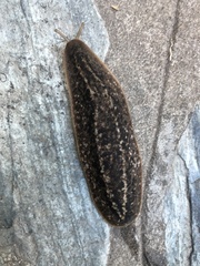 Phyllocaulis soleiformis