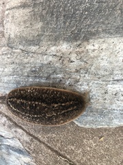 Phyllocaulis soleiformis