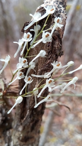 Microcoelia perrieri
