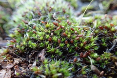 Grimmia pulvinata
