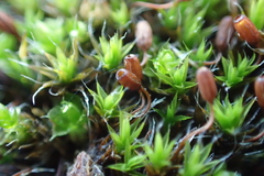 Grimmia pulvinata