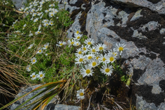Celmisia bellidioides