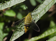 Cephonodes australis