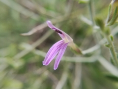 Mirandea huastecensis