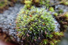 Grimmia pulvinata