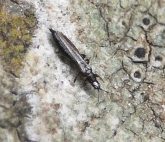Limothrips cerealium