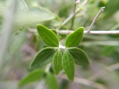 Mirandea huastecensis