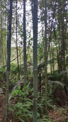 Phyllostachys makinoi