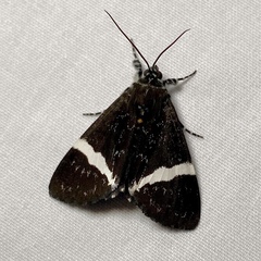 Coenotoca subaspersa