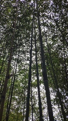 Phyllostachys makinoi