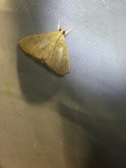 Hyalobathra illectalis