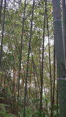 Phyllostachys makinoi