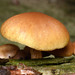 Common Rustgill - Photo (c) Peter Hillman, some rights reserved (CC BY-NC-ND), uploaded by Peter Hillman