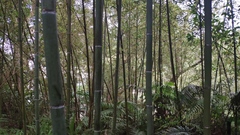 Phyllostachys makinoi