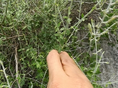 Mirandea huastecensis
