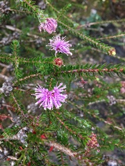 Melaleuca squamea