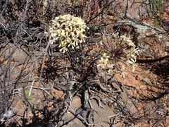 Pelargonium moniliforme