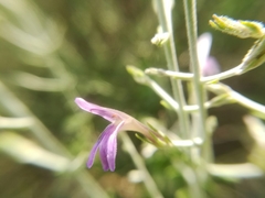 Mirandea huastecensis